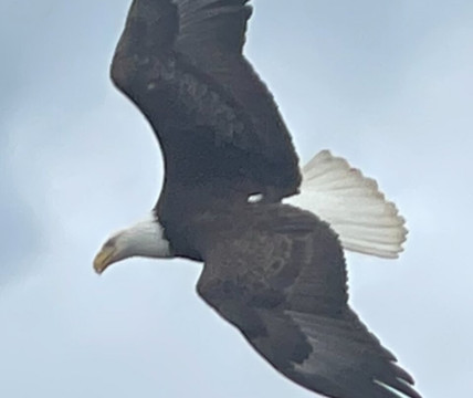 49th Fathom Charters-朱诺必去景点