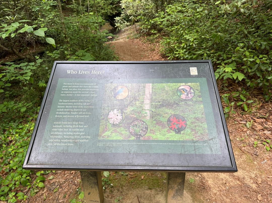 Wildcat Wayside Mountain Bridge Wilderness Area景点图片