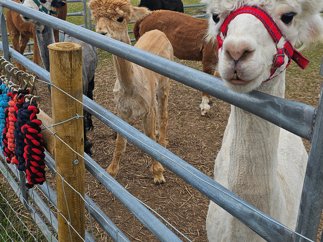 Ambling Alpacas-Meriden必去景点