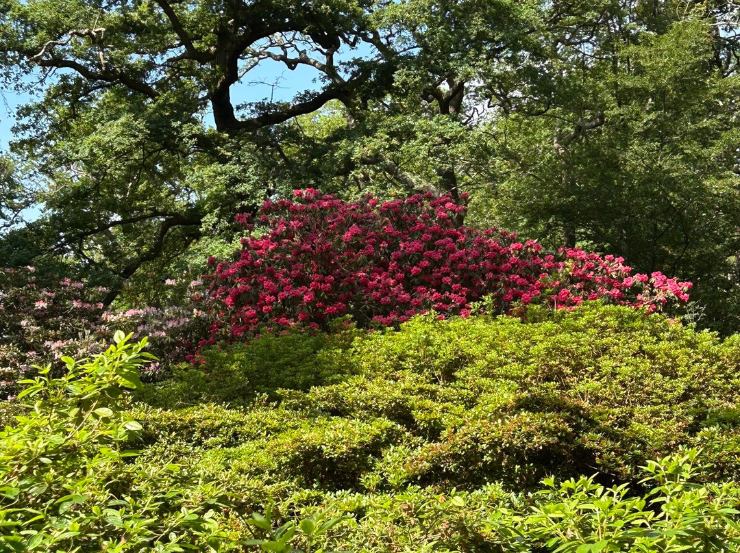 Isabella Plantation景点图片