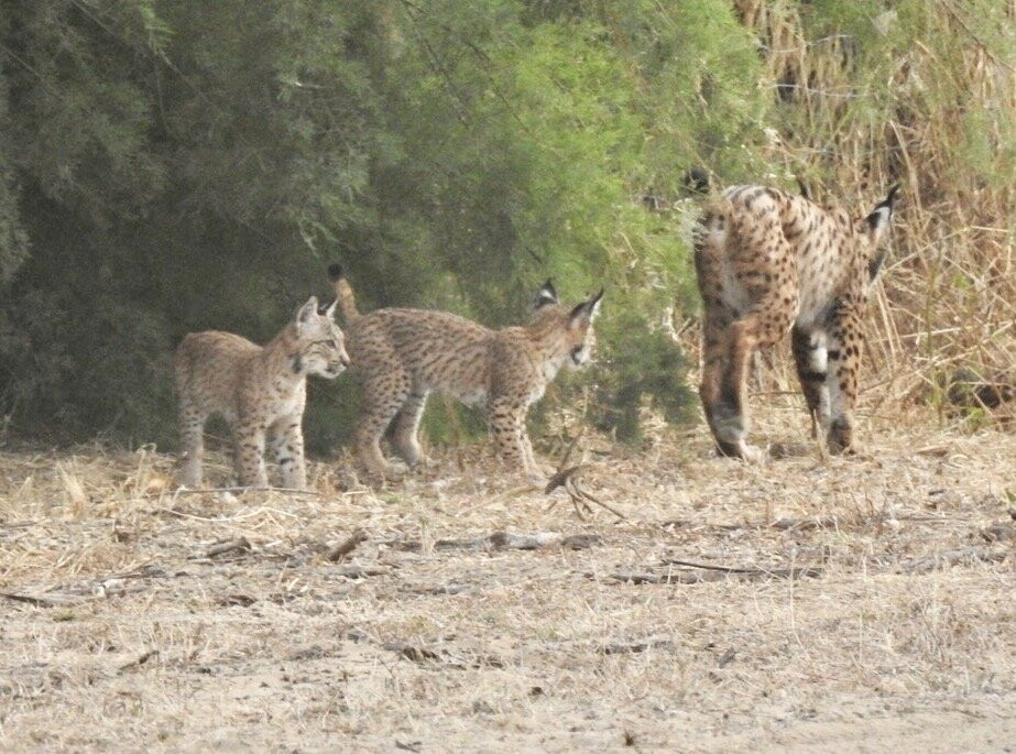 Donana Nature-El Rocio必去景点