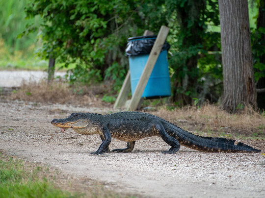 Brazos Bend State Park-Needville必去景点