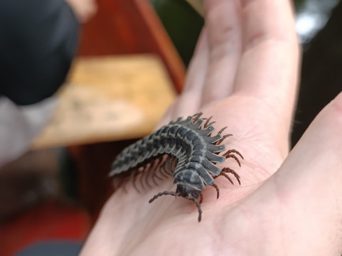 Coya - Amazonas Jungle Tour-莱蒂西亚必去景点