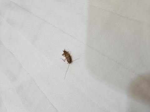 潘瓦利绿茵度假村主图