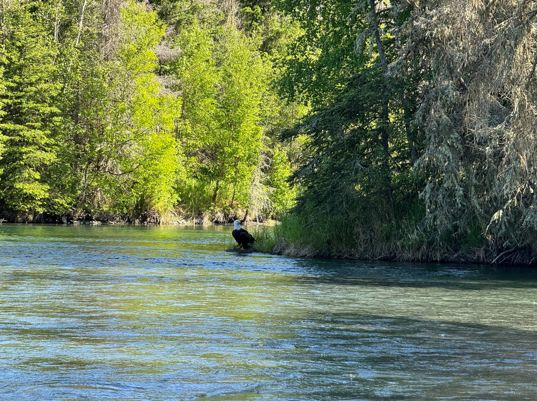 Five Dogs Fishing-Cooper Landing必去景点
