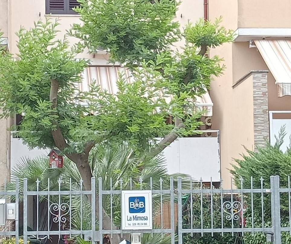 La Mimosa