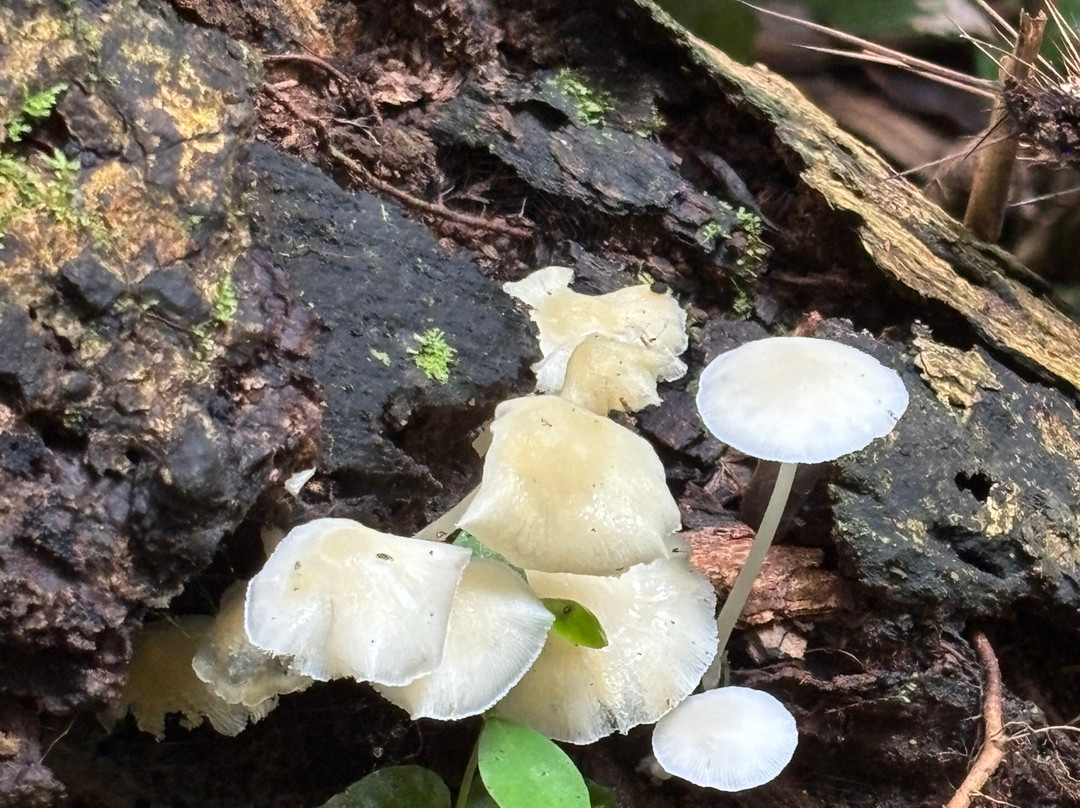 Inca Land Tours-拉巴斯必去景点