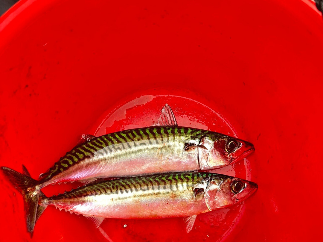 Eastport Windjammers-Eastport必去景点