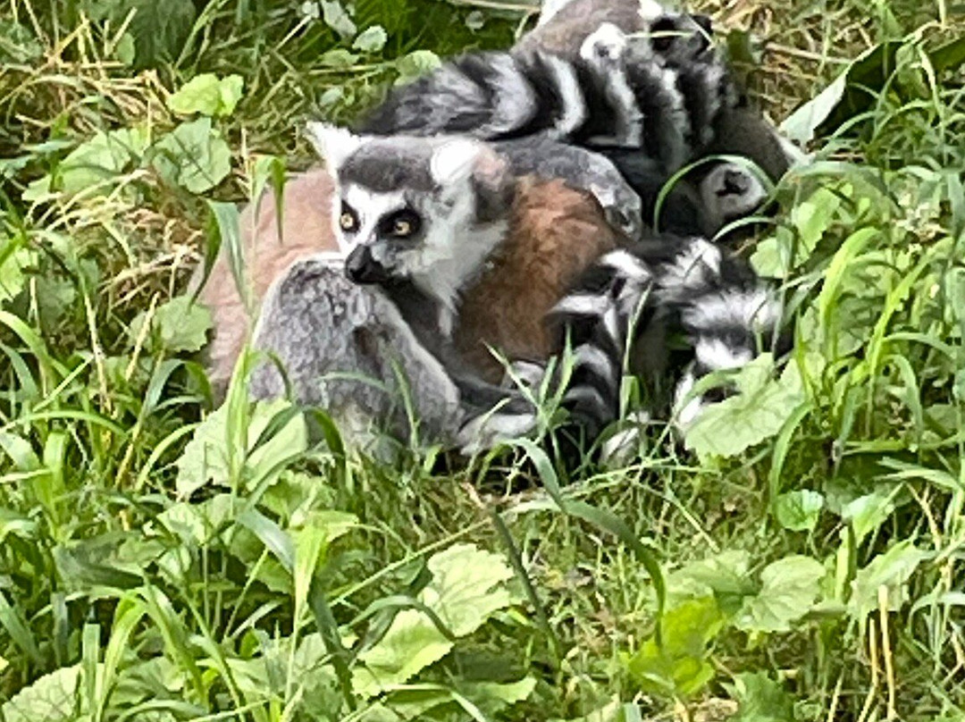 Knuthenborg Safaripark-马里博必去景点