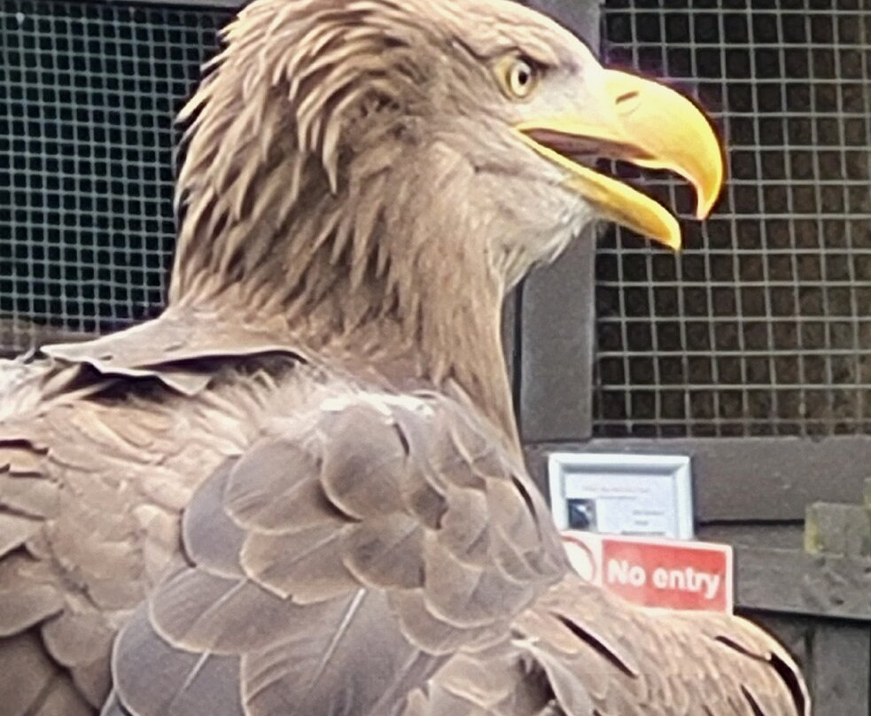 Kielder Water Bird of Prey Centre-Kielder必去景点