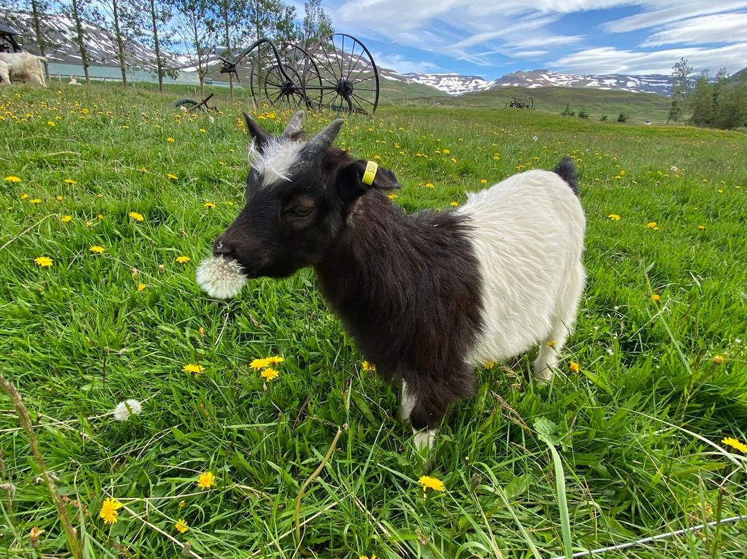 Brúnastaðir Guesthouse And Farm-Skagafjordur必去景点