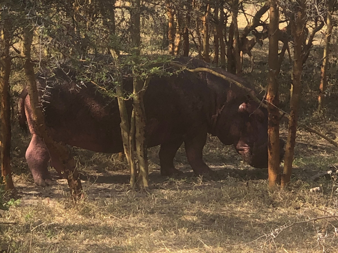 Nesa Africa Safaris Limited-Dar es Salaam必去景点