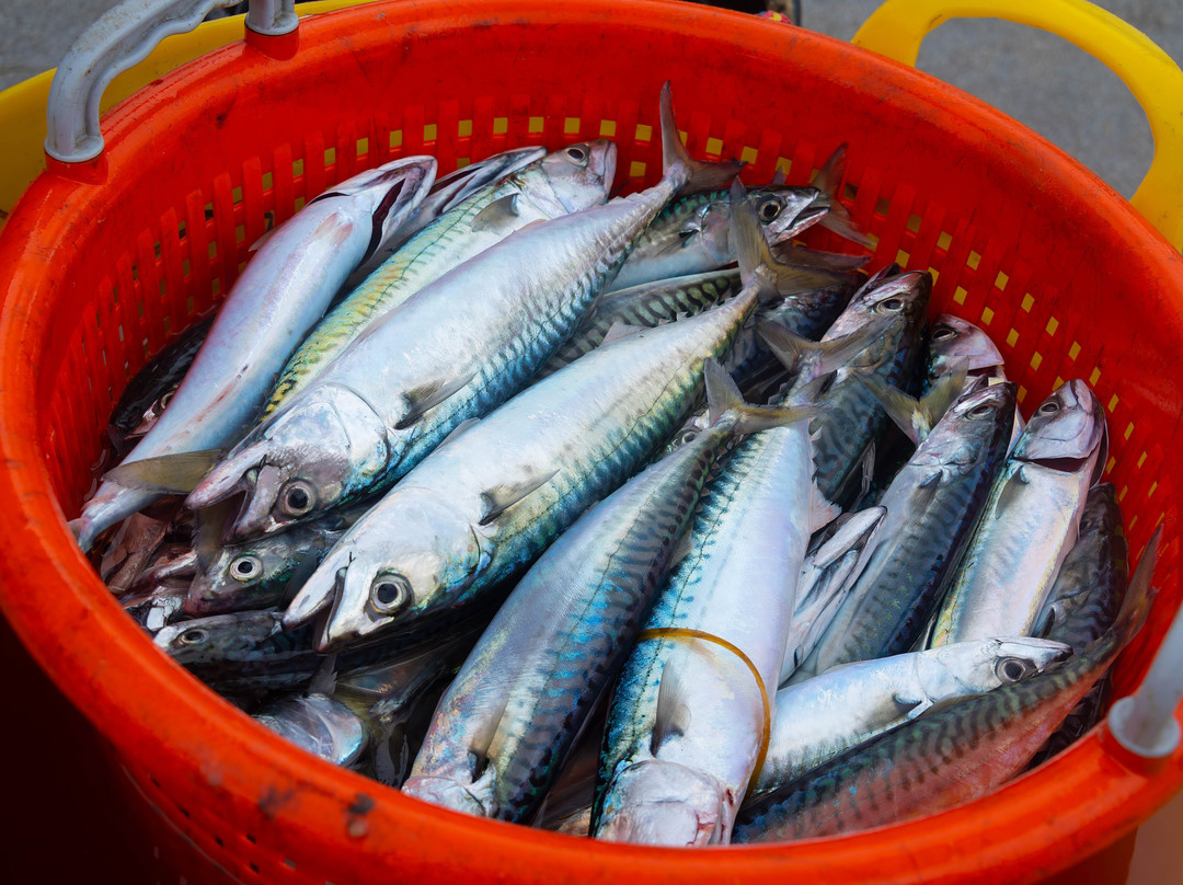 Cachalot Charters-本布里奇必去景点