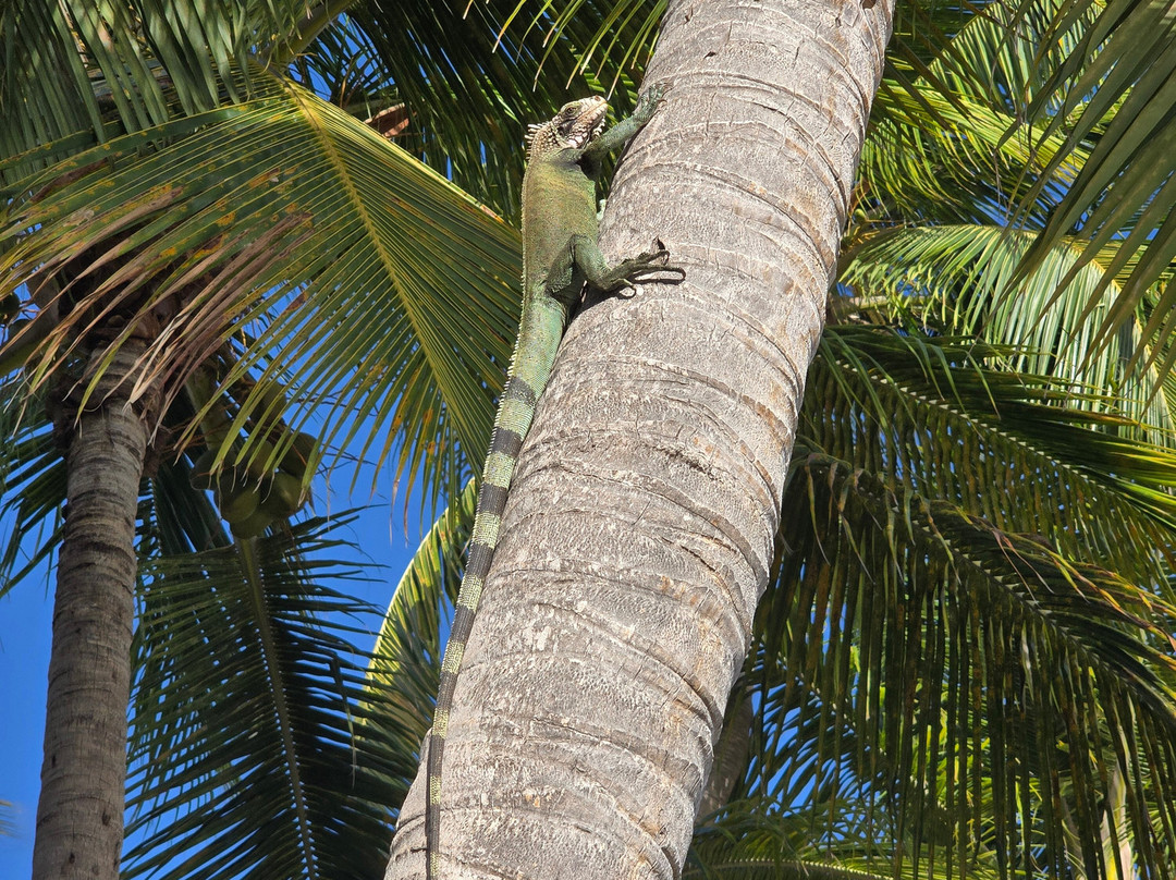 Limetree Beach-South Coast必去景点