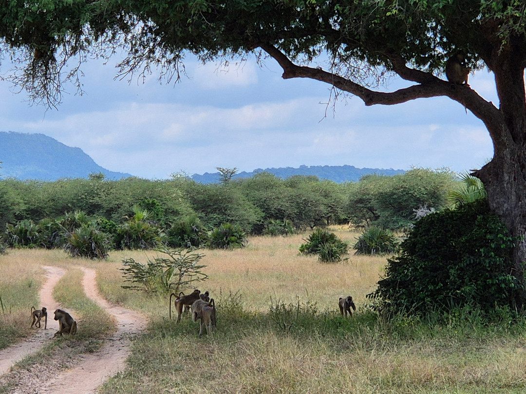 Tent With a View Safaris-Dar es Salaam必去景点