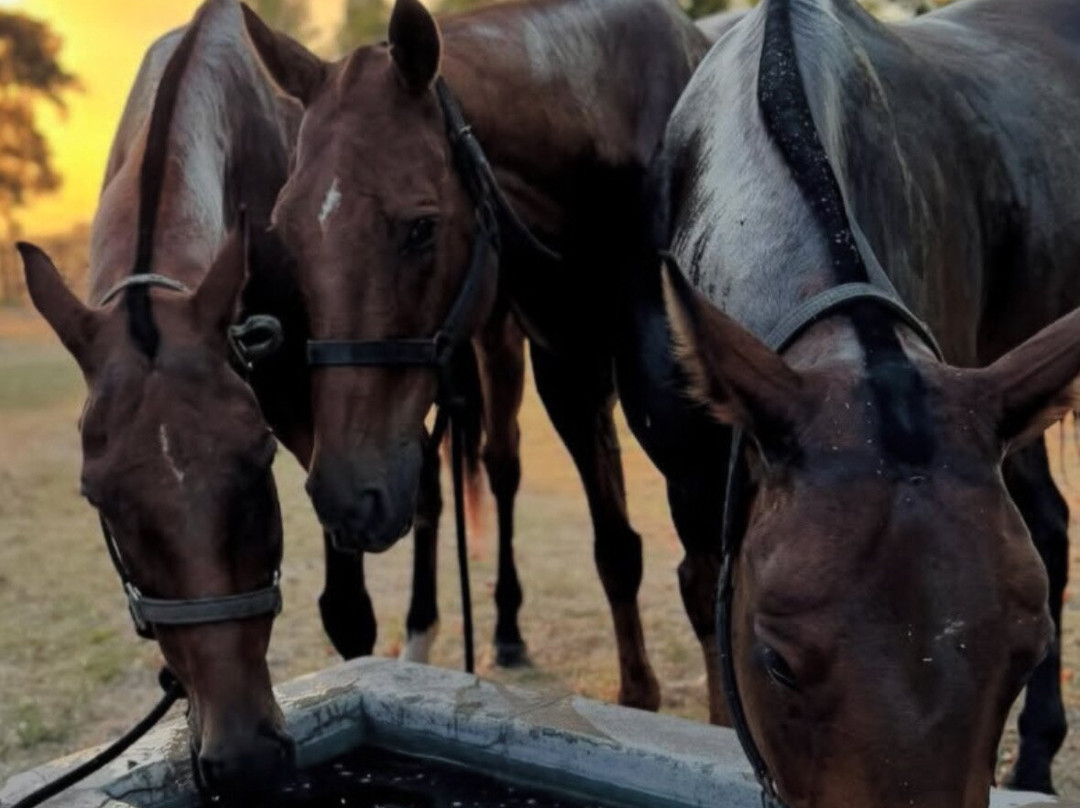 Palo Alto Polo Club-General Rodriguez必去景点