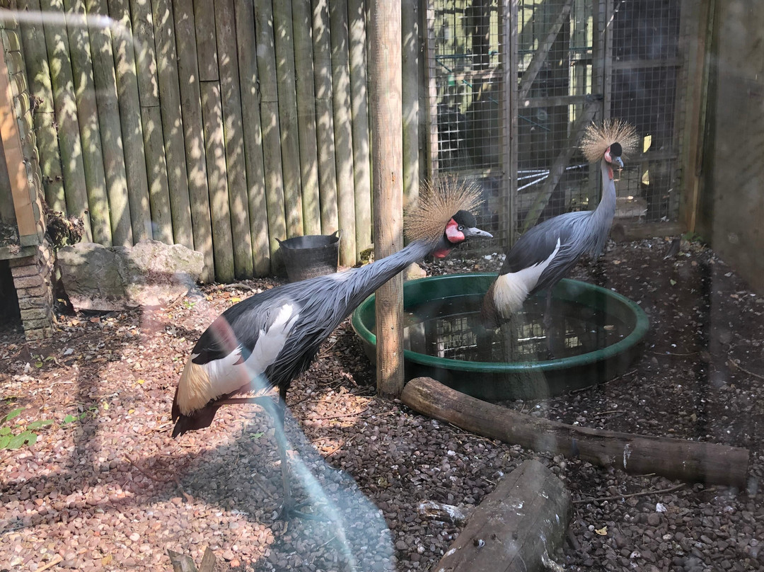 Gentleshaw Birds of Prey and Wildlife Centre-斯塔福德必去景点