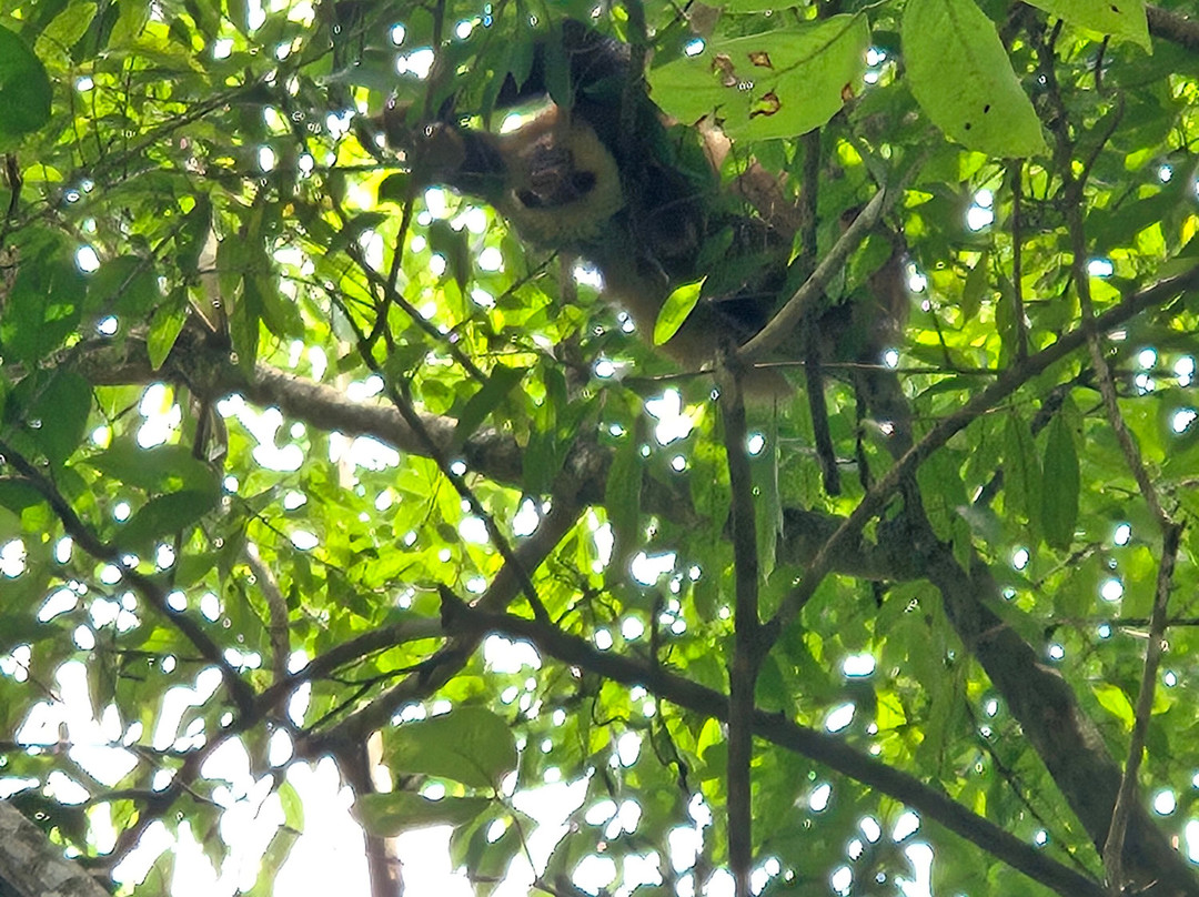 Two Little Monkeys Chocolate Tour-福德圣卡洛斯必去景点
