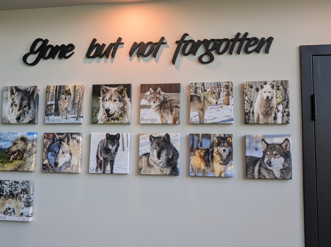 Yamnuska Wolfdog Sanctuary-科克伦必去景点