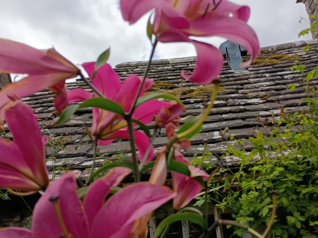 Pitmuies Gardens-Forfar必去景点