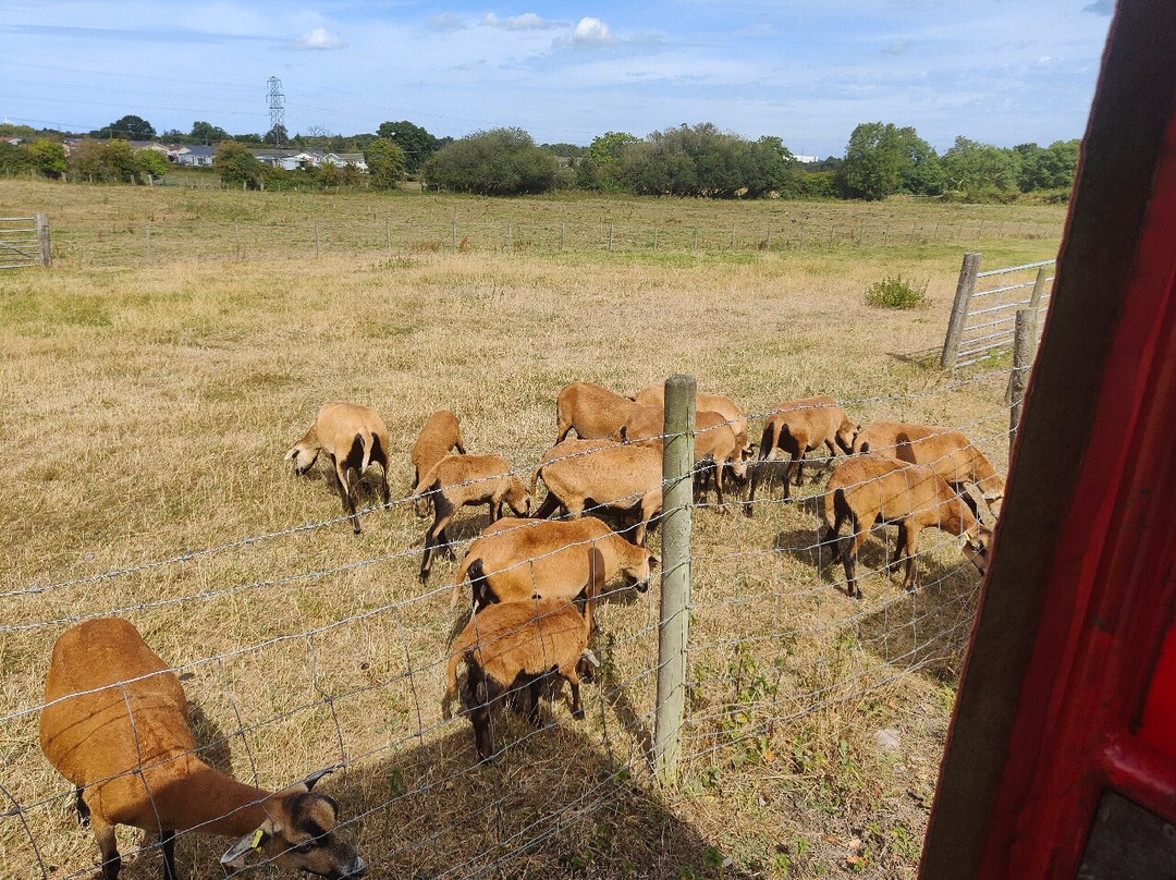 Greenacres Animal Park-Deeside必去景点