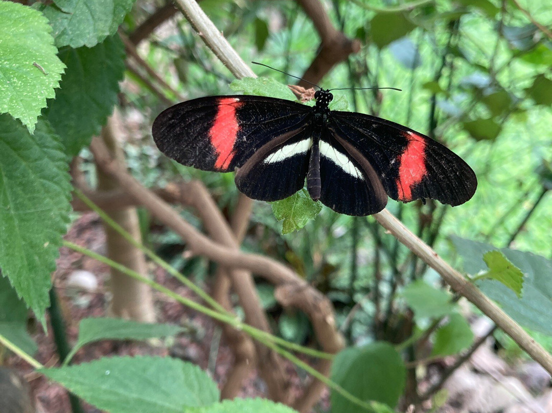 Berkenhof Tropical Zoo-Kwadendamme必去景点