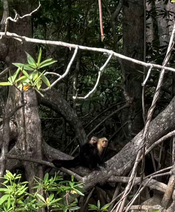 Pineapple Tours-主日镇必去景点