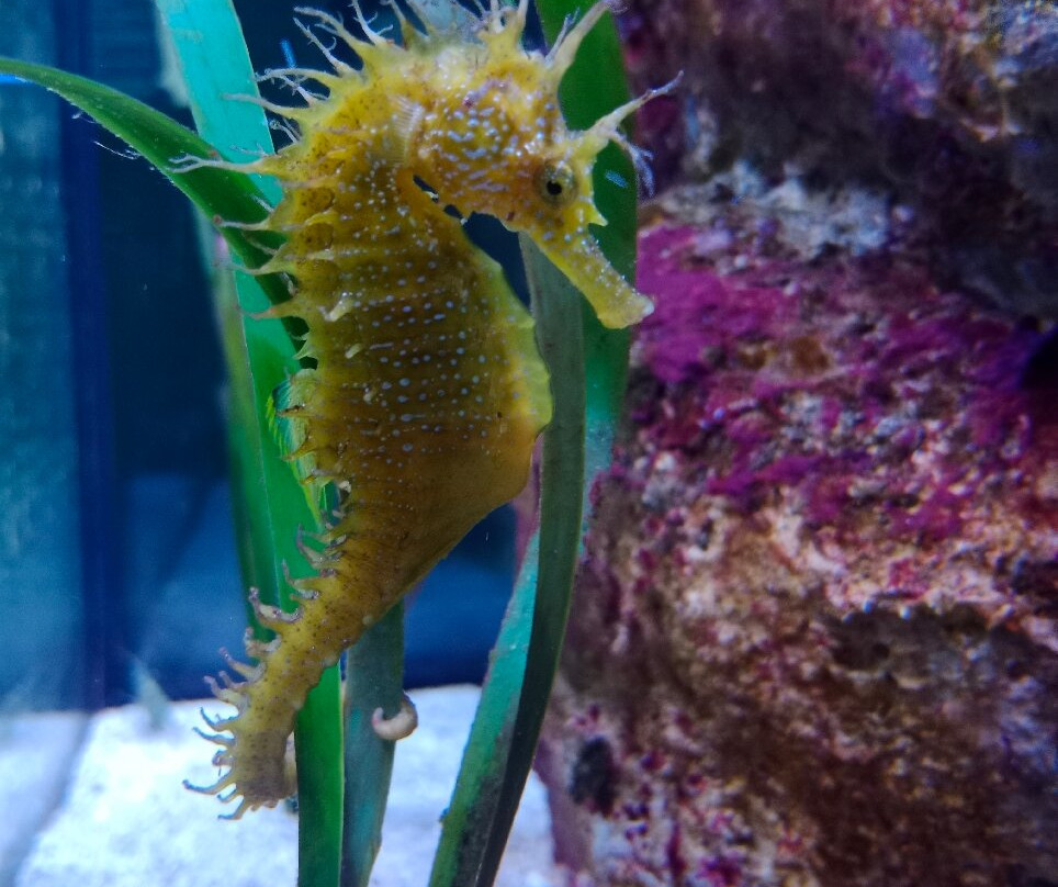 Aquarium Boka-科托尔必去景点