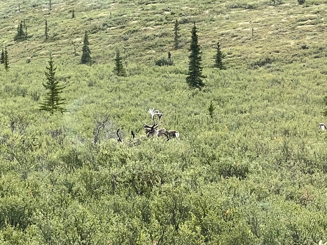 Tundra Wilderness Tour-Denali Park必去景点