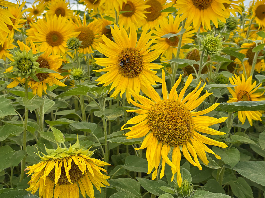 Writtle Sunflowers-切姆斯福德必去景点