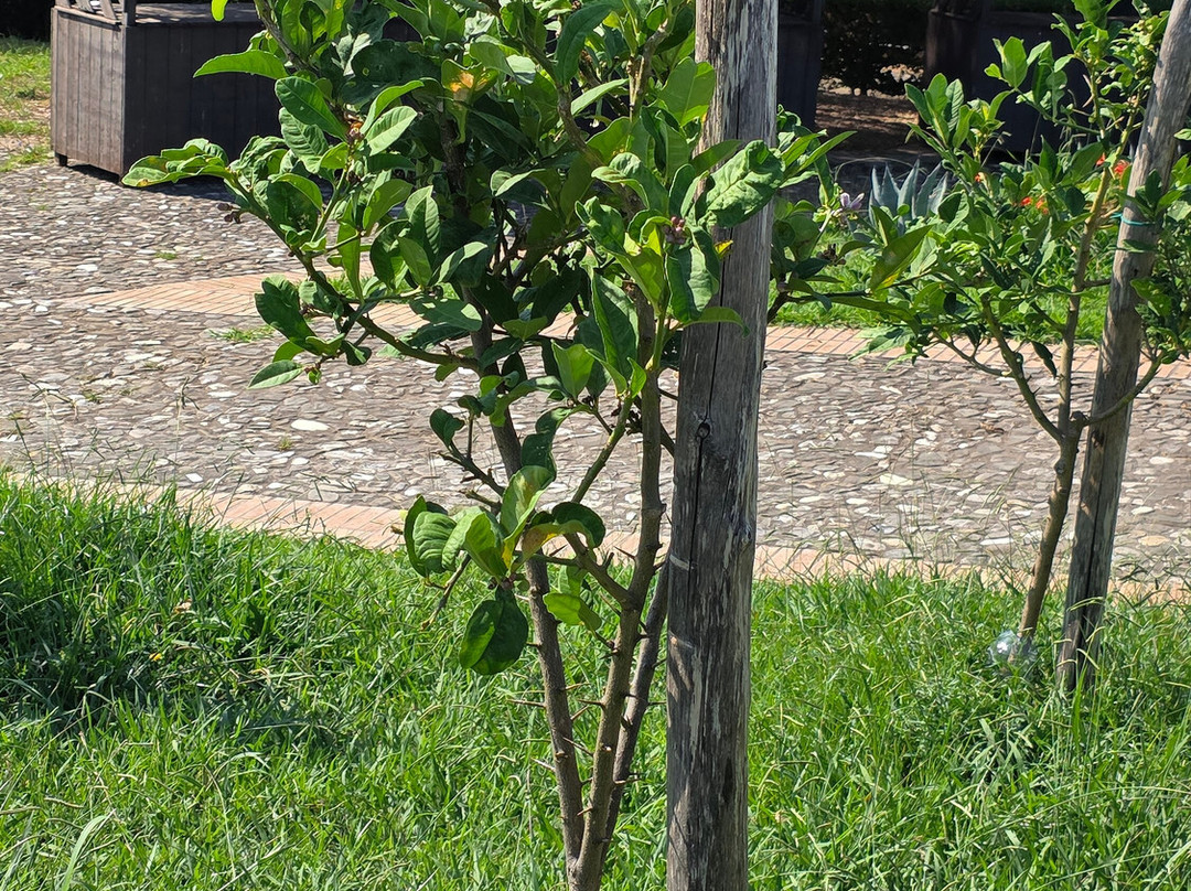 Museo del Cedro-Santa Maria del Cedro必去景点