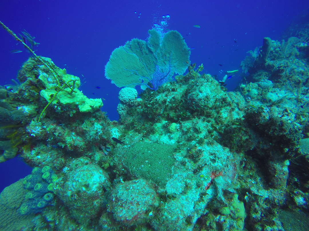 Aqua TCI-普罗维登西亚莱斯必去景点