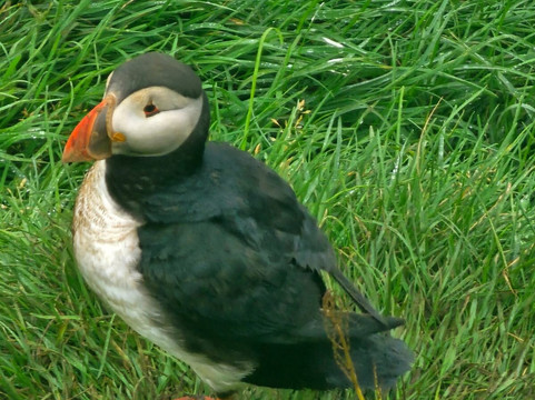 Traveo-雷克雅未克必去景点