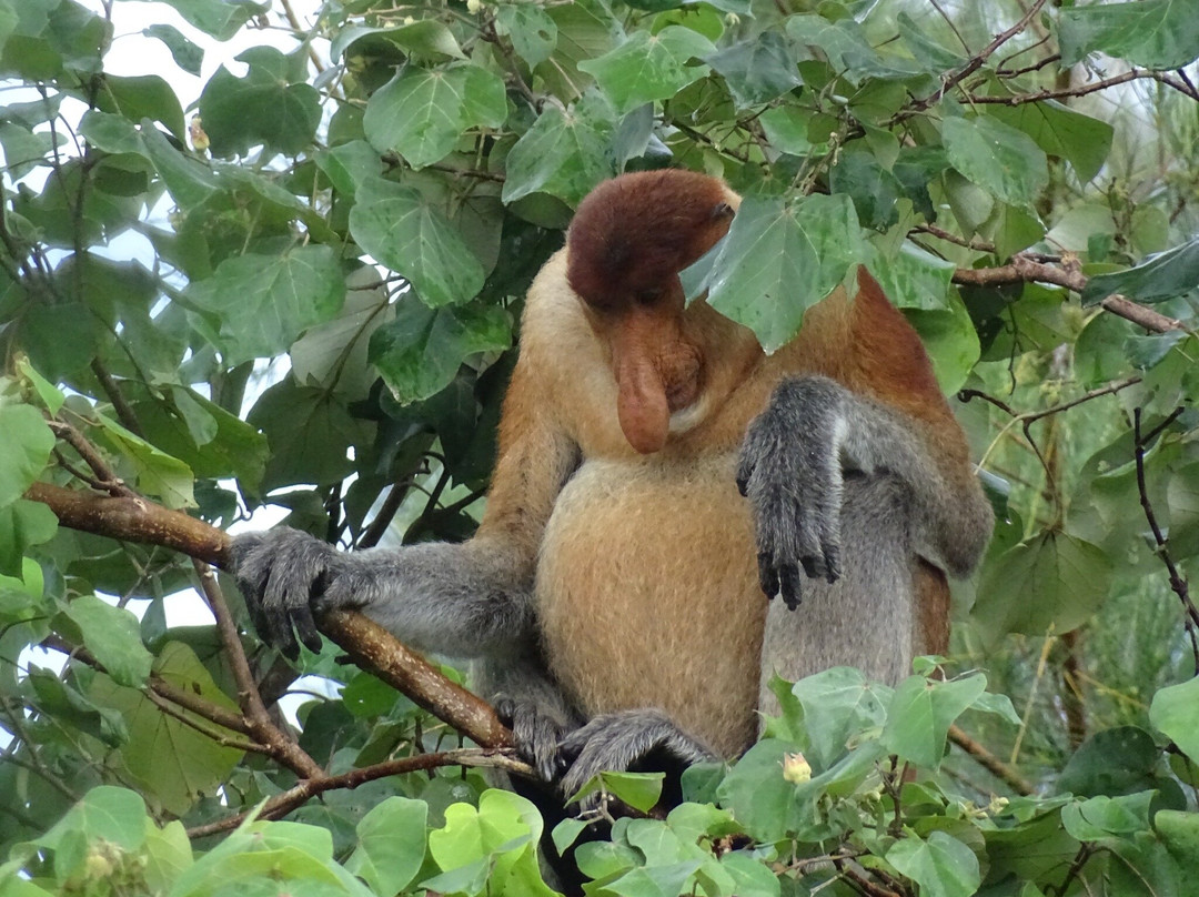 Bako National Park-古晋必去景点