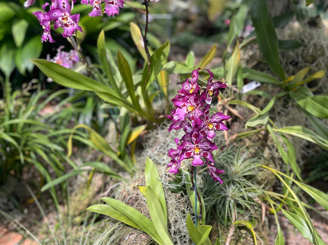 Eric Young Orchid Foundation-Trinity必去景点