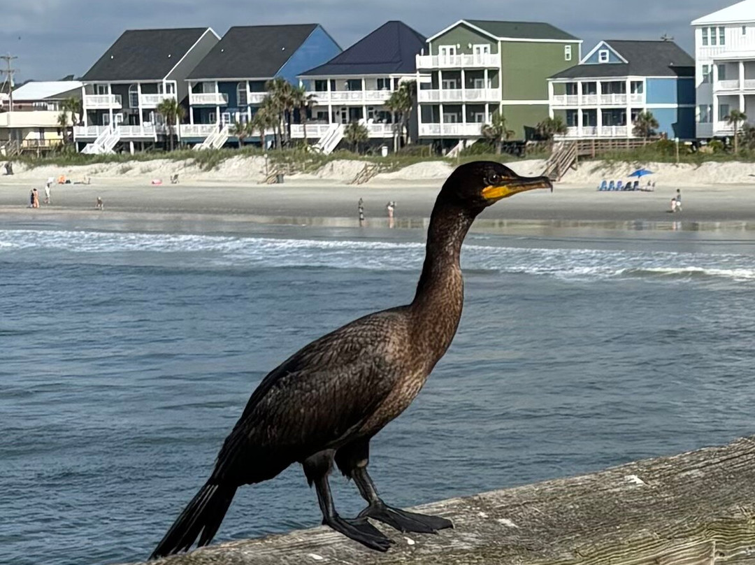 Cherry Grove Beach-美特尔海滩必去景点