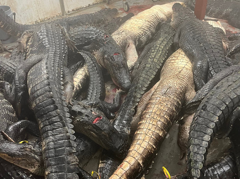 Central Florida Trophy Hunts-Cocoa必去景点