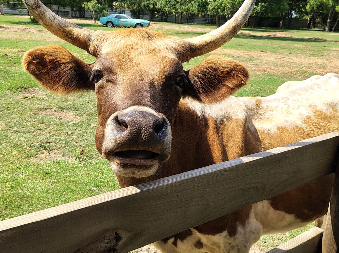 Turquoise Acres Ranch-卡蒂必去景点