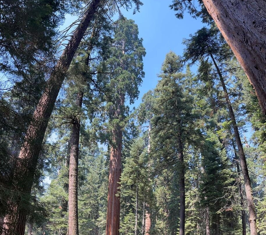 Giant Sequoia National Monument-维塞利亚必去景点