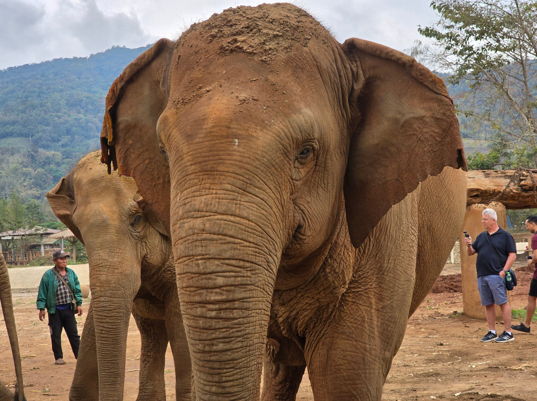 New Elephant Home-Kuet Chang必去景点