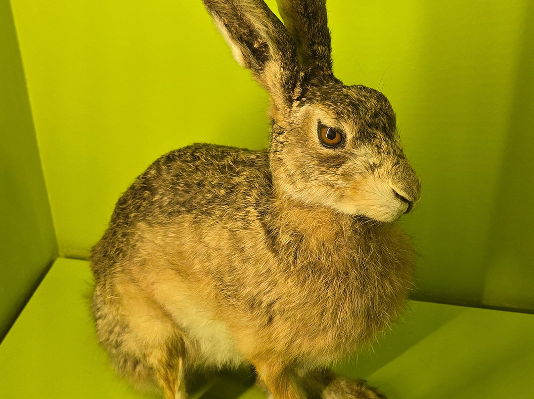 Muséum de Grenoble-格勒诺布尔必去景点