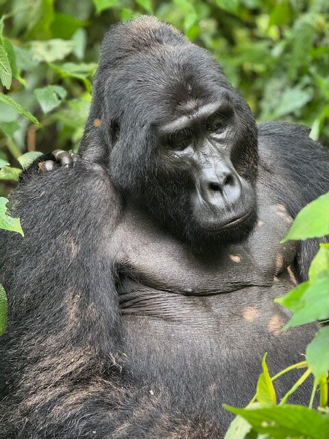 Terrace Uganda Safaris-卡巴莱必去景点