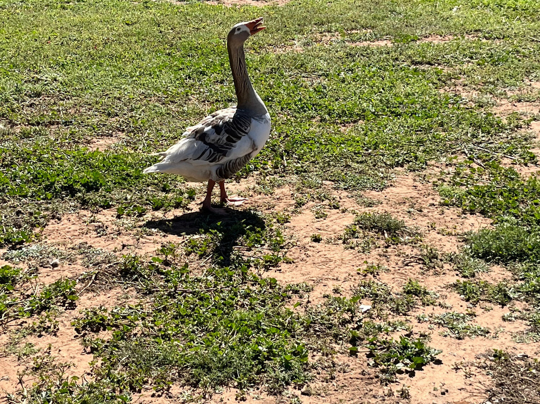 Carinya Station Farm Stay-Lightning Ridge必去景点
