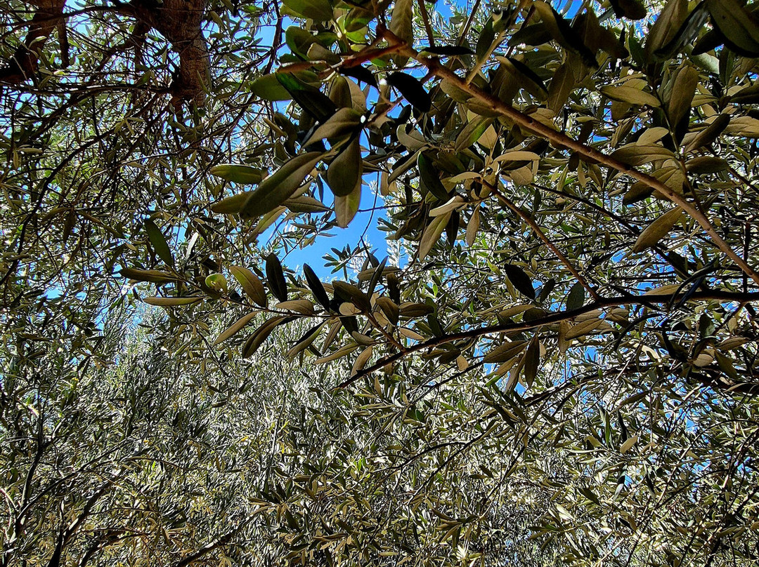 Rhodes Cooking Class-Archangelos必去景点