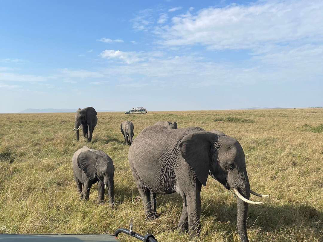 Apex Photo Safaris-内罗毕必去景点