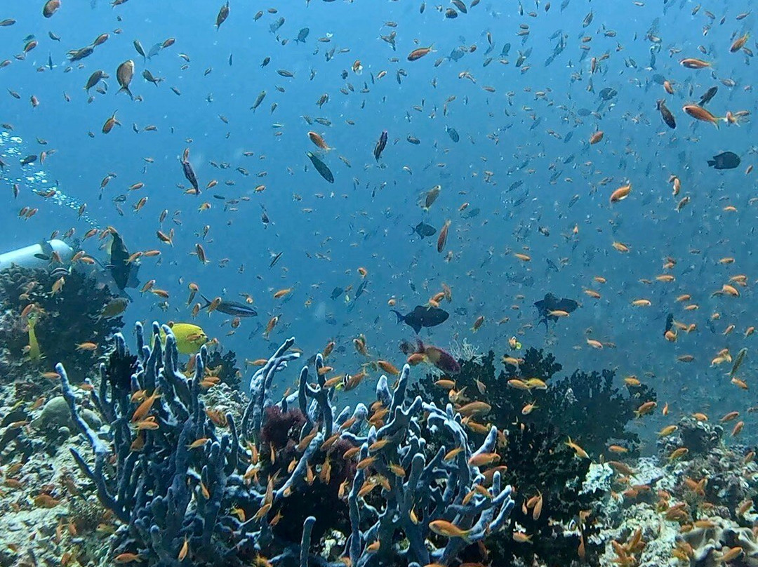 Euro-Divers LUX South Ari Atoll-南阿里环礁必去景点