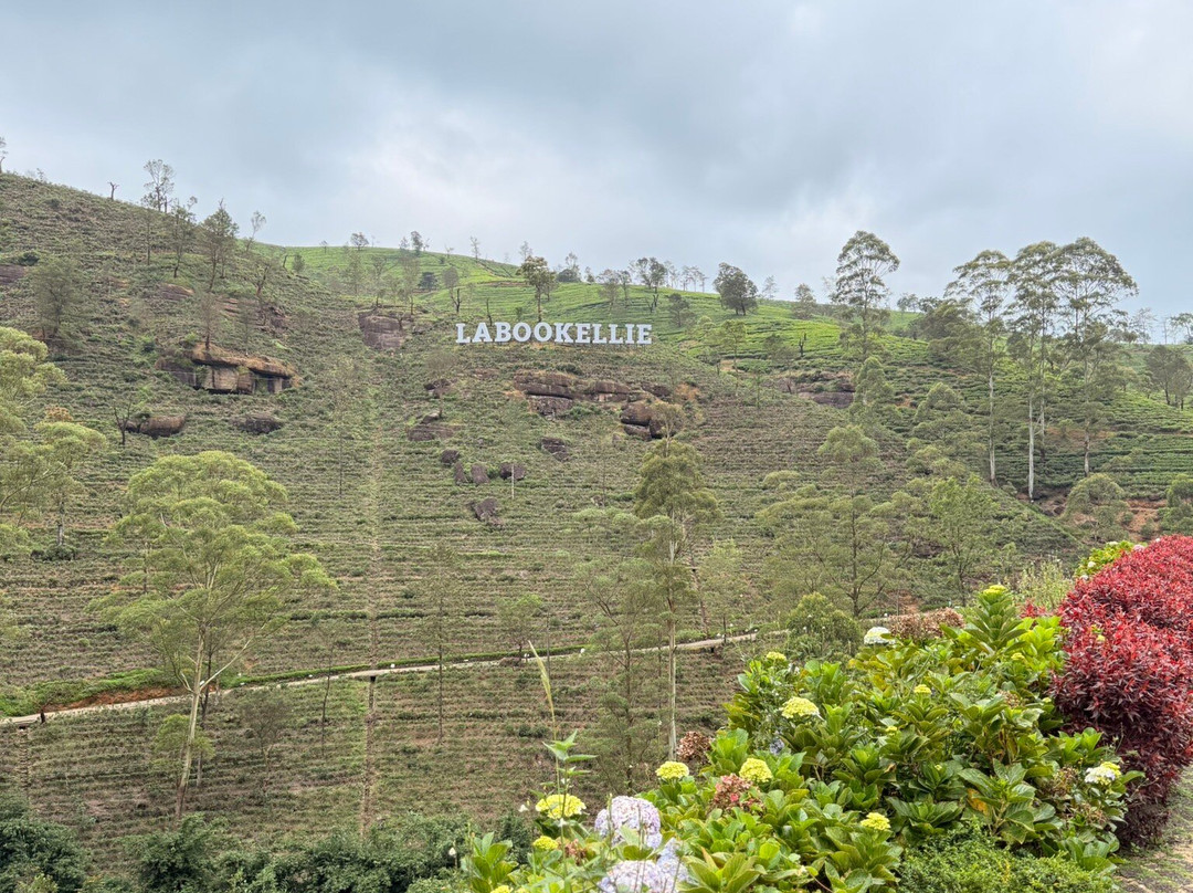 Nuwaraeliya Luxury Tours-奴娃拉伊利雅必去景点