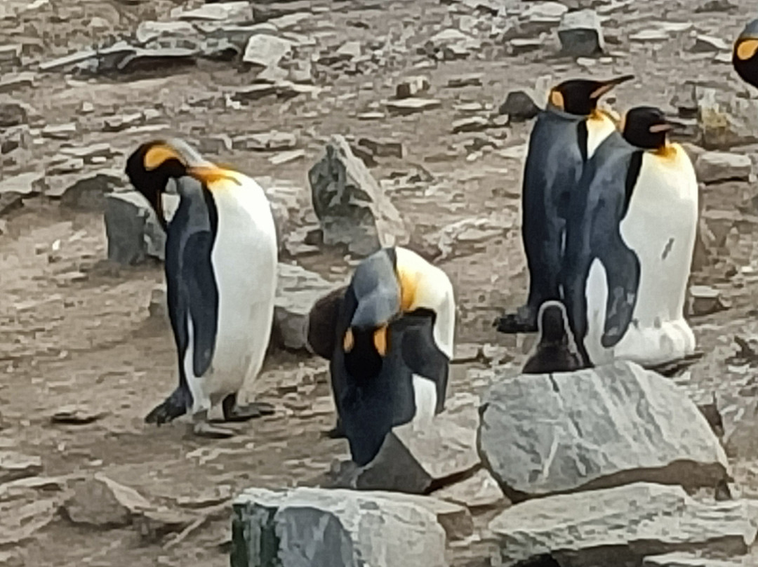 Bluff Cove Lagoon-East Falkland必去景点
