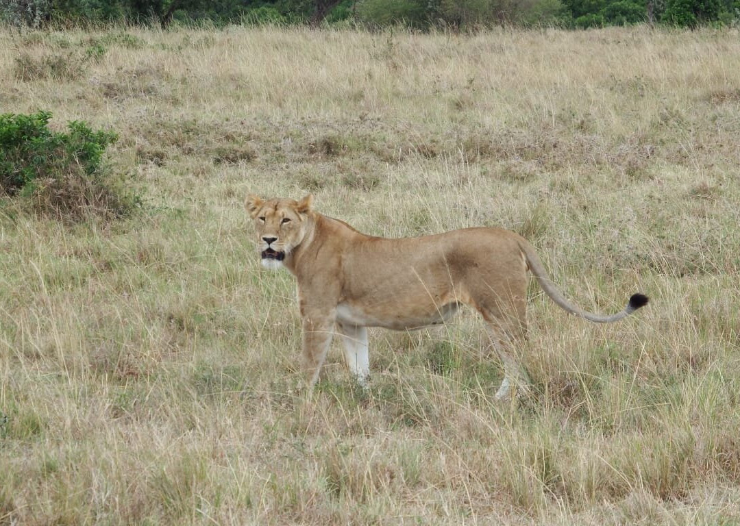 Africompass travel-内罗毕必去景点