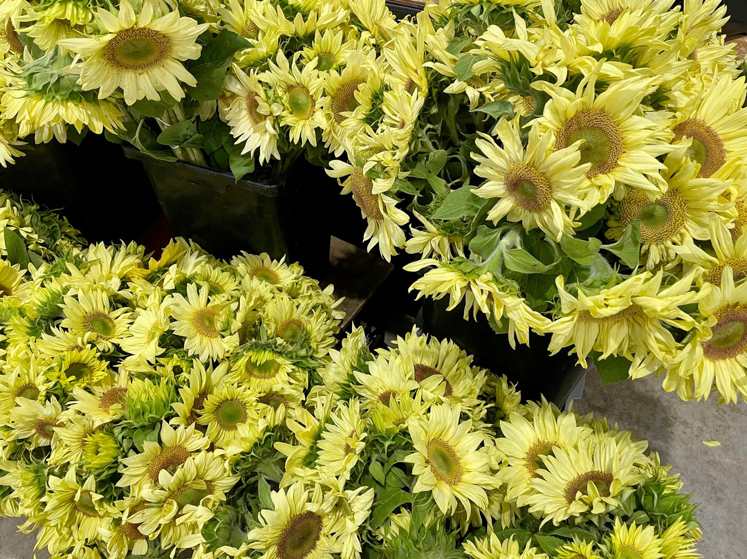 车场空间-悉尼必去景点